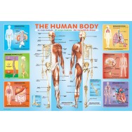 The Human Body Pussel 200 bitar